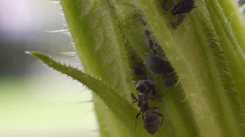 Ant taking honeydew from aphid 動画素材 38096407