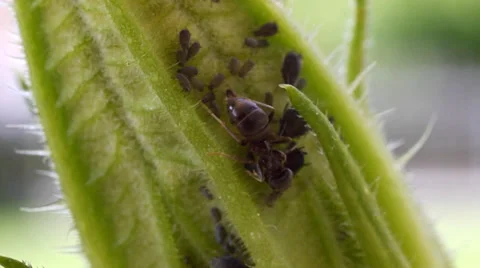 Ant taking honeydew from aphid Stock Footage 38097190