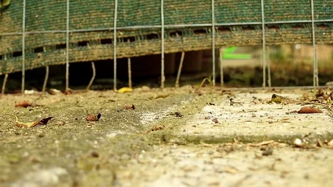 Ant Teamwork Time Lapse Stock Footage 122623261