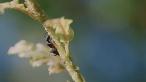 Ant tending aphids on oak stem, slow motion Stock Footage 338167428