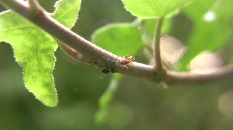 Ant tending lice 库存影片 475416
