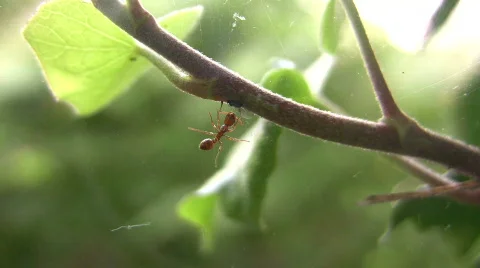  Ant tending ("milking") aphids Видео 477478