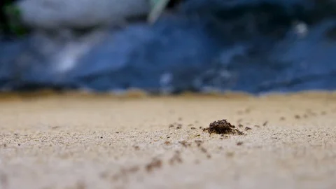 Ant termite road carry on worm to the emmet insect colony Nature 4k Stock Footage 102550900