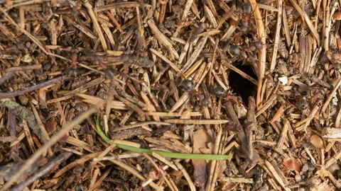 Ant TL 6D Stock Footage 112777128