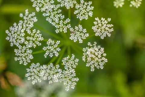 Ant on the Top of Tiny Flover Stock Photos
