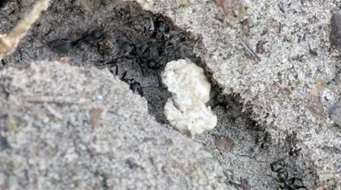 Ant track. Macro Video stock 8836313