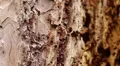 Ant-traffic HD Footage