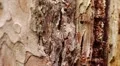 Ant-traffic HD Footage