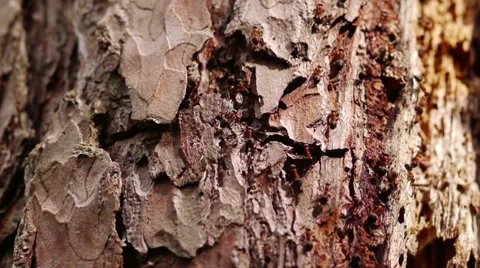 Ant-traffic 스톡 동영상 8623810