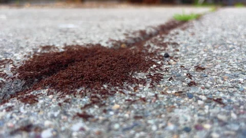 Ant Trail Across Rough Pavement in Low Angle Close Up Stock Footage 345100382