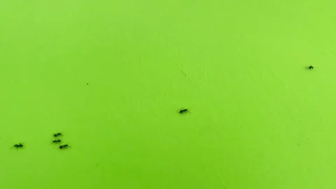 Ant trail. Black Ants walking on Green Screen . Teamwork and hard work concept Stock Footage 255162342