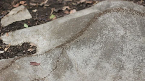Ant trail Stock Footage 37763593