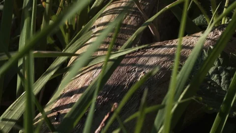 Ant Trail Stock Footage 128740884