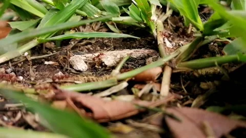 Ant trail Video stock 197490562