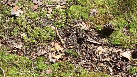 Ant trail in the forest Stock Footage 138115571