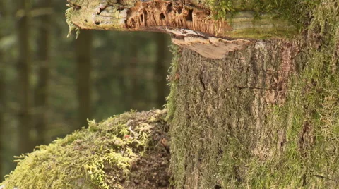 Ant trail on giant tree Close up Stock Footage 59319045