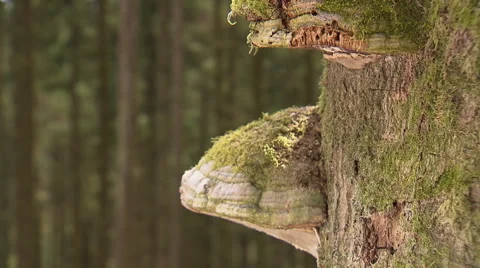 Ant trail on giant tree Stock Footage 59319014