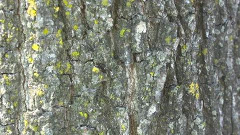 Ant trail on oak tree Stock Footage 155320905