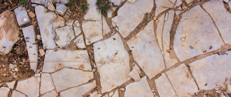 Ant trail Stock Photos