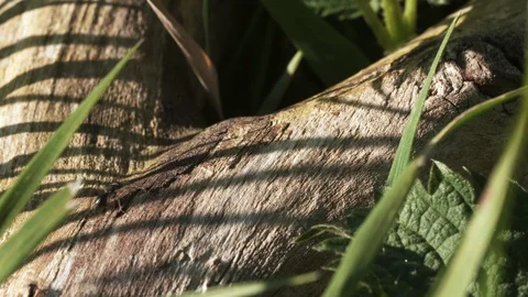 Ant Trail - Sequence Stock Footage 128761637