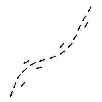 Ant trail silhouette, a path of insects in search of food. Isolated on white Stock Illustration
