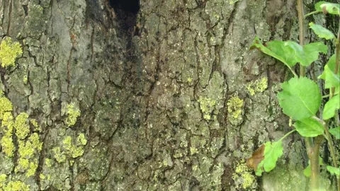 Ant Trail on a Tree Trunk (Slide Shot) Stock Footage 313521263