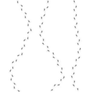 Ant trail. Walking group of black insects. Line of worker ants marching in Stock Illustration