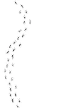 Ant trail. Walking group of black insects. Line of worker ants marching in Stock Illustration