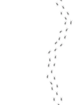 Ant trail. Walking group of black insects. Line of worker ants marching in Stock Illustration