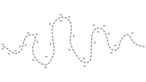 Ant trail. Walking group of black insects. Line of worker ants marching in Stock Illustration
