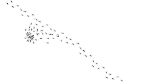 Ant trail. Walking group of black insects. Line of worker ants marching in Stock Illustration