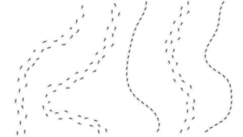 Ant trail. Walking group of black insects. Line of worker ants marching in Stockillustratie