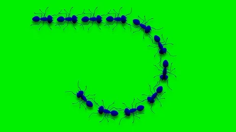 ANT TRAIN GOES FROM LEFT TO RIGHT Stock Footage 71241326