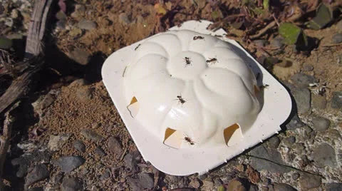 Ant Trap Stock Footage 24468342
