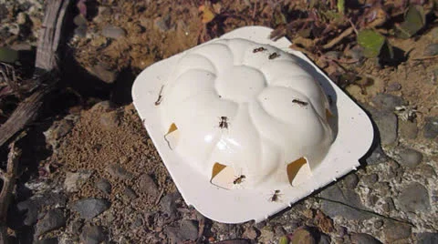 Ant Trap Timelapse Stock Footage 24468309