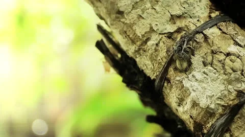Ant on tre Stock Footage 23915243