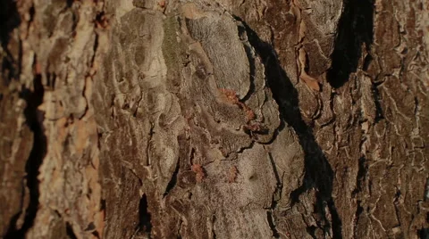 Ant on a tree bark 스톡 동영상 51838390