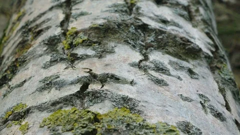 Ant On Tree Bark Stock Footage 95962677