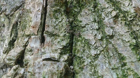 Ant on Tree Bark Stock Footage 95966526