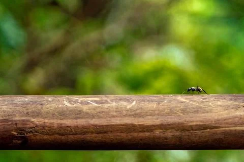 Ant on a tree branch in the forest Foto stock