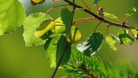 The ant on the Tree Branches Stock Footage 77854683
