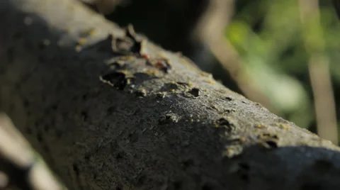 Ant on a tree Видео 36346143