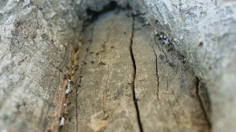 Ant on tree Stock Footage 111442477
