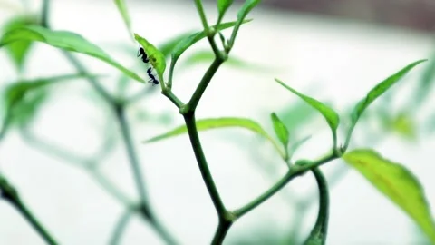 Ant on the tree Stock Footage 237794406