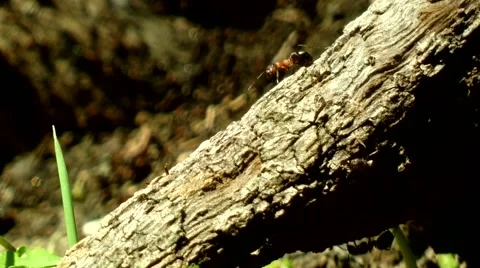 The ant on the tree. Know your position.  Stock Footage 48369372