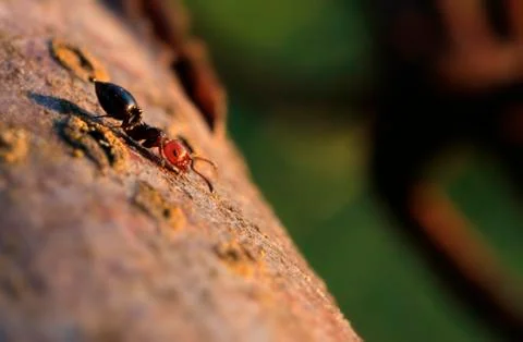 Ant on a tree Foto stock