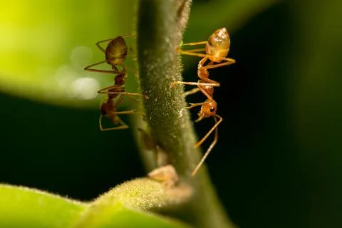 Ant on the tree. Stock Photos