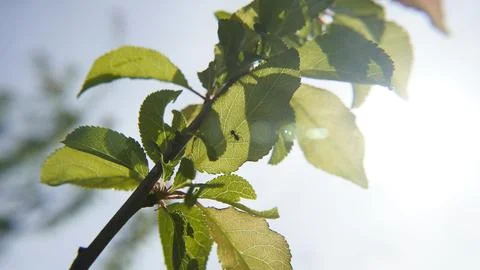 Ant in tree 스톡 사진