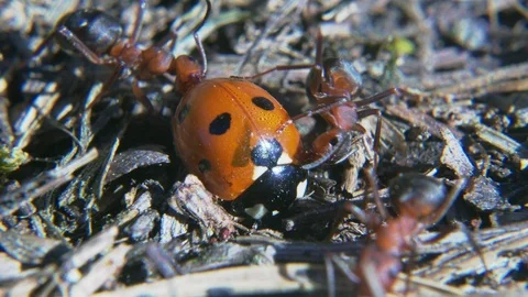 Ant tries to breach shell of ladybug 스톡 동영상 108952818