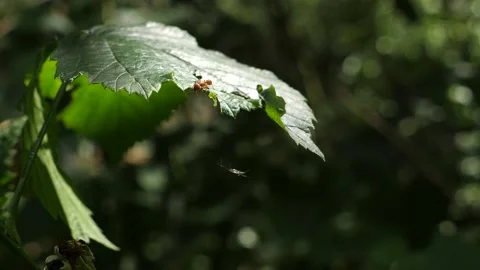Ant tries to get to a spider in its web on a green leave in slow motion. Stock Footage 159719413